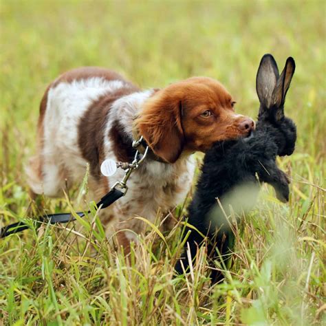 Rabbit Dogs